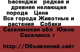 Басенджи - редкая и древняя нелающая порода › Цена ­ 50 000 - Все города Животные и растения » Собаки   . Сахалинская обл.,Южно-Сахалинск г.